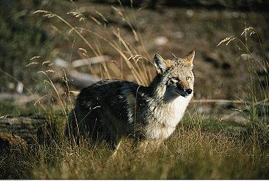 大快人心！《战地6》不需要ea登录器即可游玩
